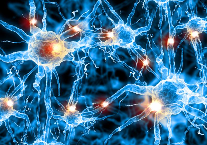 Hasta los 90 años, cerebro humano genera neuronas