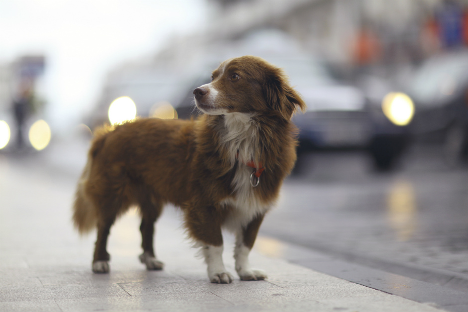 0.3% animales de la calle por cada michoacano