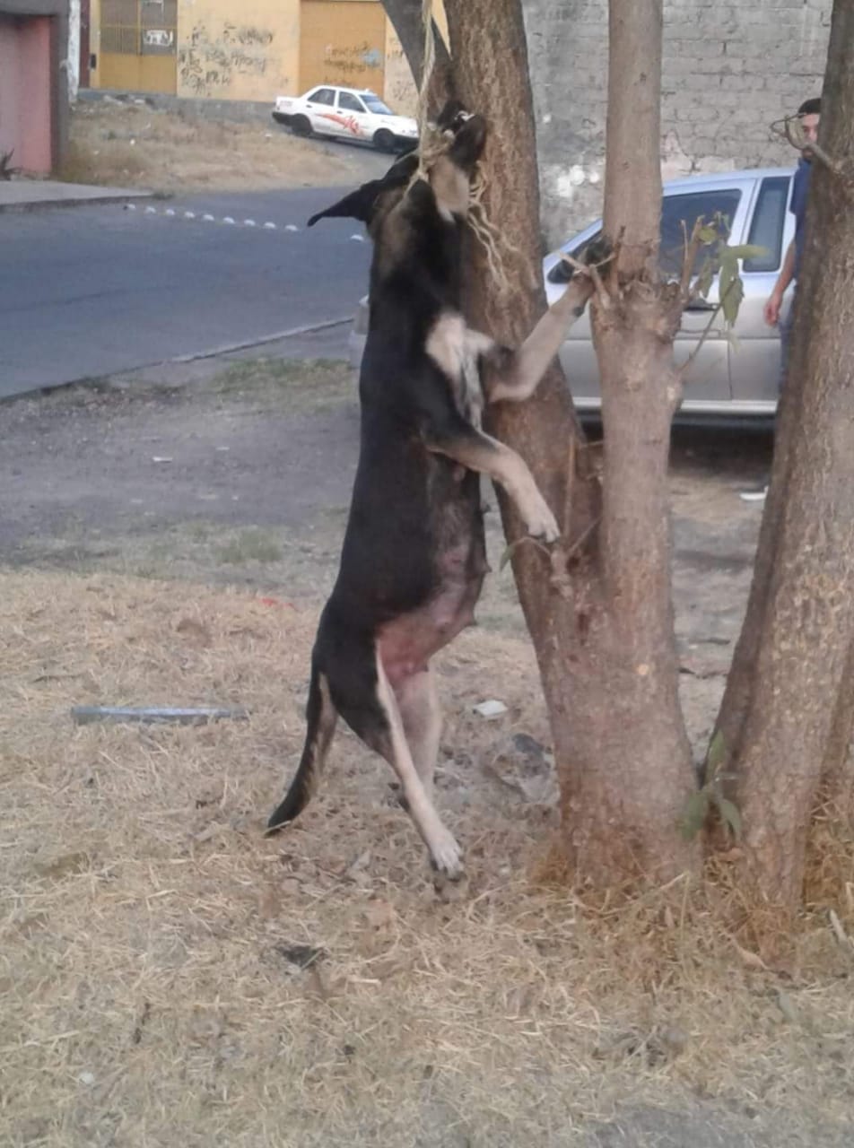 Hallan perra embarazada y a punto de parir, asesinada y colgada de un árbol