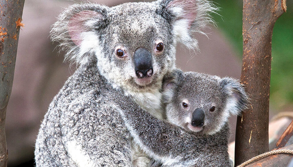 Declaran funcionalmente extinto al koala