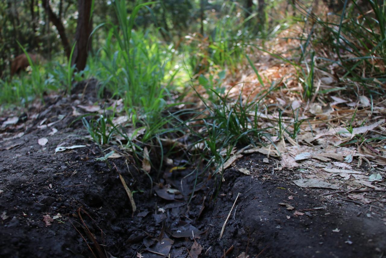 Denuncian descarga de aguas negras en Loma de Santa María