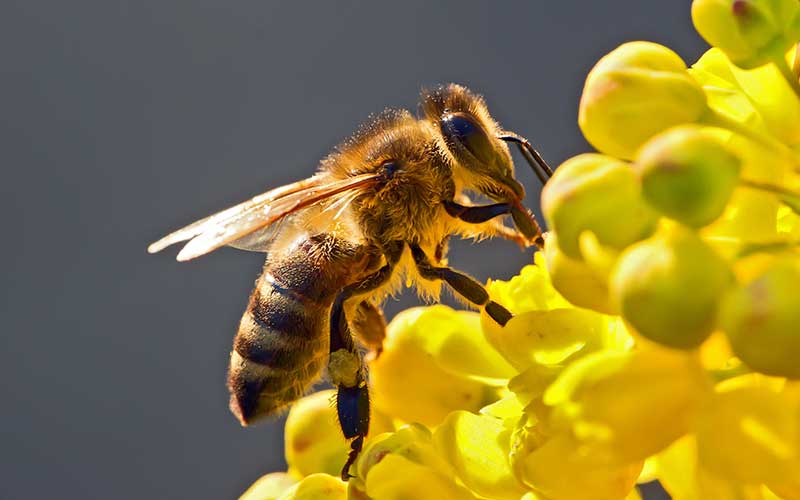 Las abejas, declaradas el ser más importante del planeta