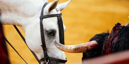 Toro Matacaballo, atracción de maltrato animal en la Expo Fiesta Michoacán 2019