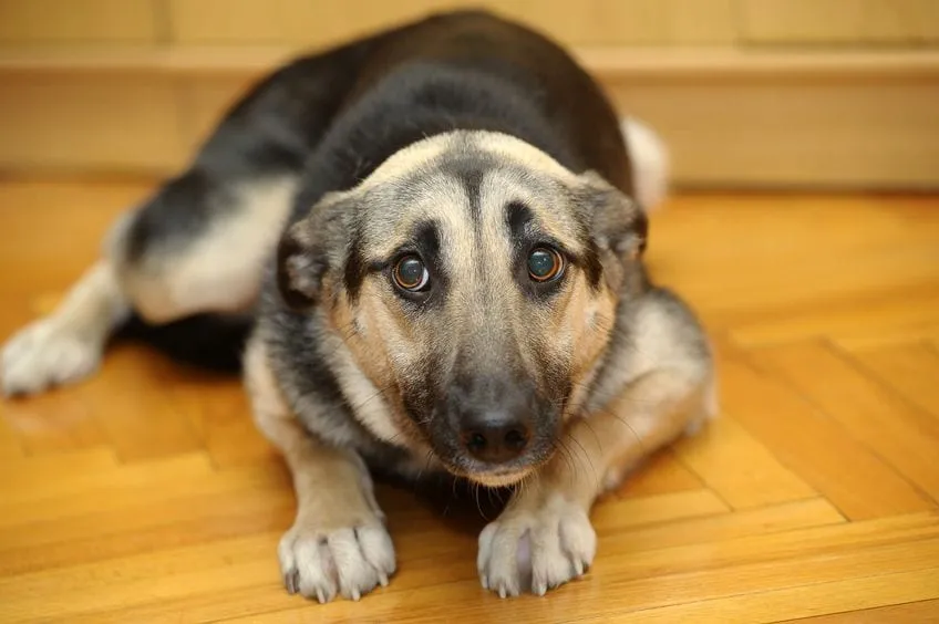 Diputada propone matar perros y gatos