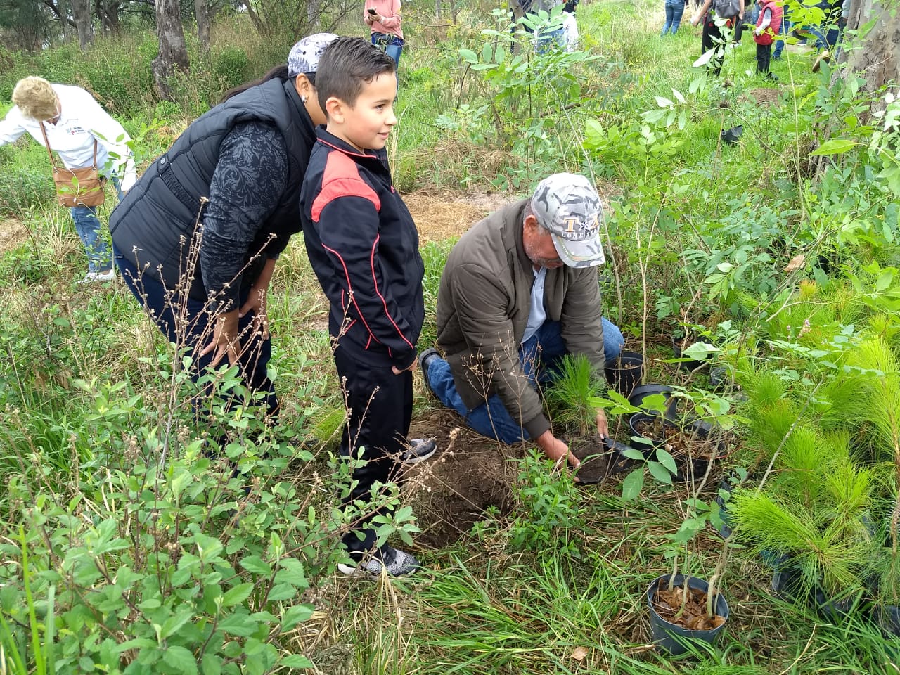 Cerca de 300 mil árboles serán reforestados en Morelia