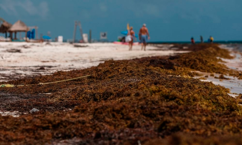 Inpactará sargazo costas de Tulum y Xcalak