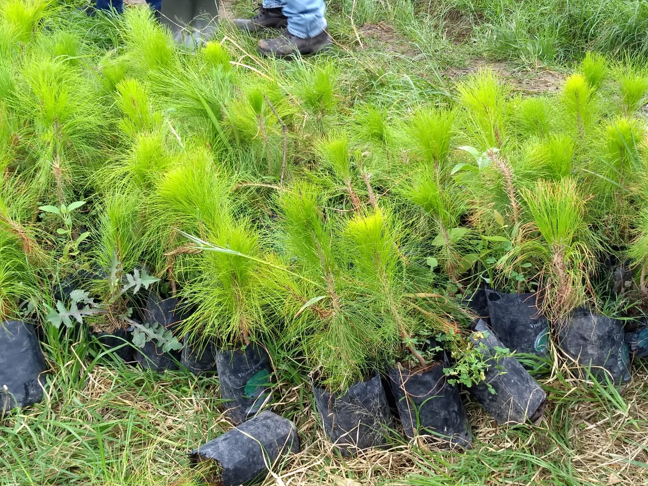 Cerca de 18 millones de árboles serán plantados en todo el estado