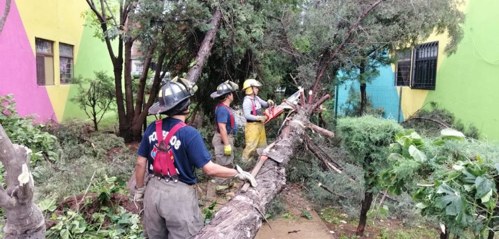 Reportan caída de árbol en Morelia