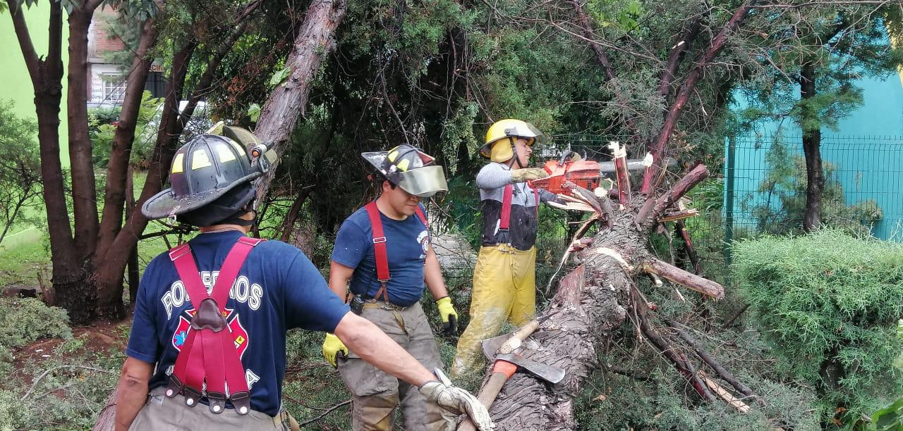 Reportan caída de árbol en Morelia