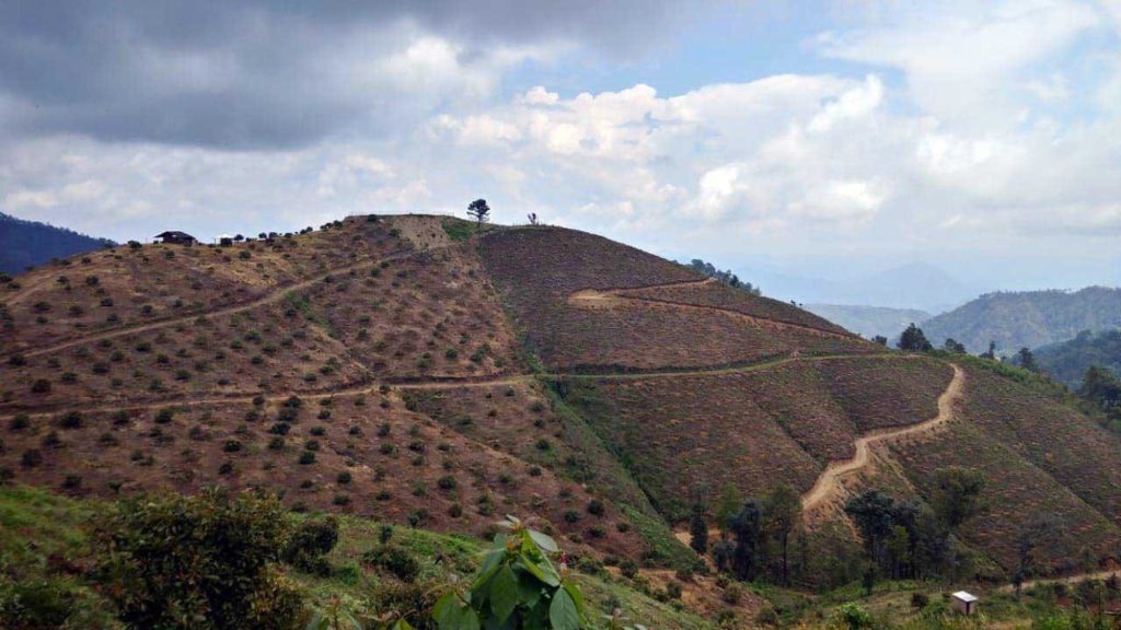 Buscará gobierno de Michoacán regularizar huertas de aguacate