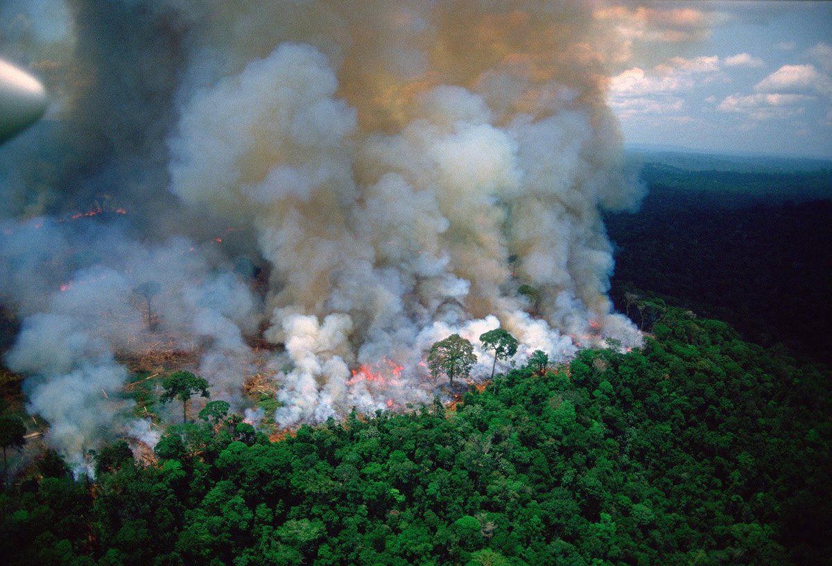 Piden artistas dar difusión a incendios en Amazonas