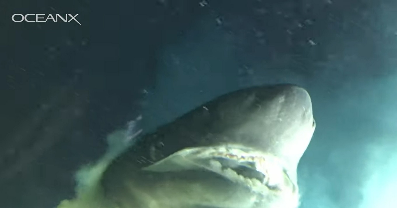 Descubren tiburón gigante el Golfo de México