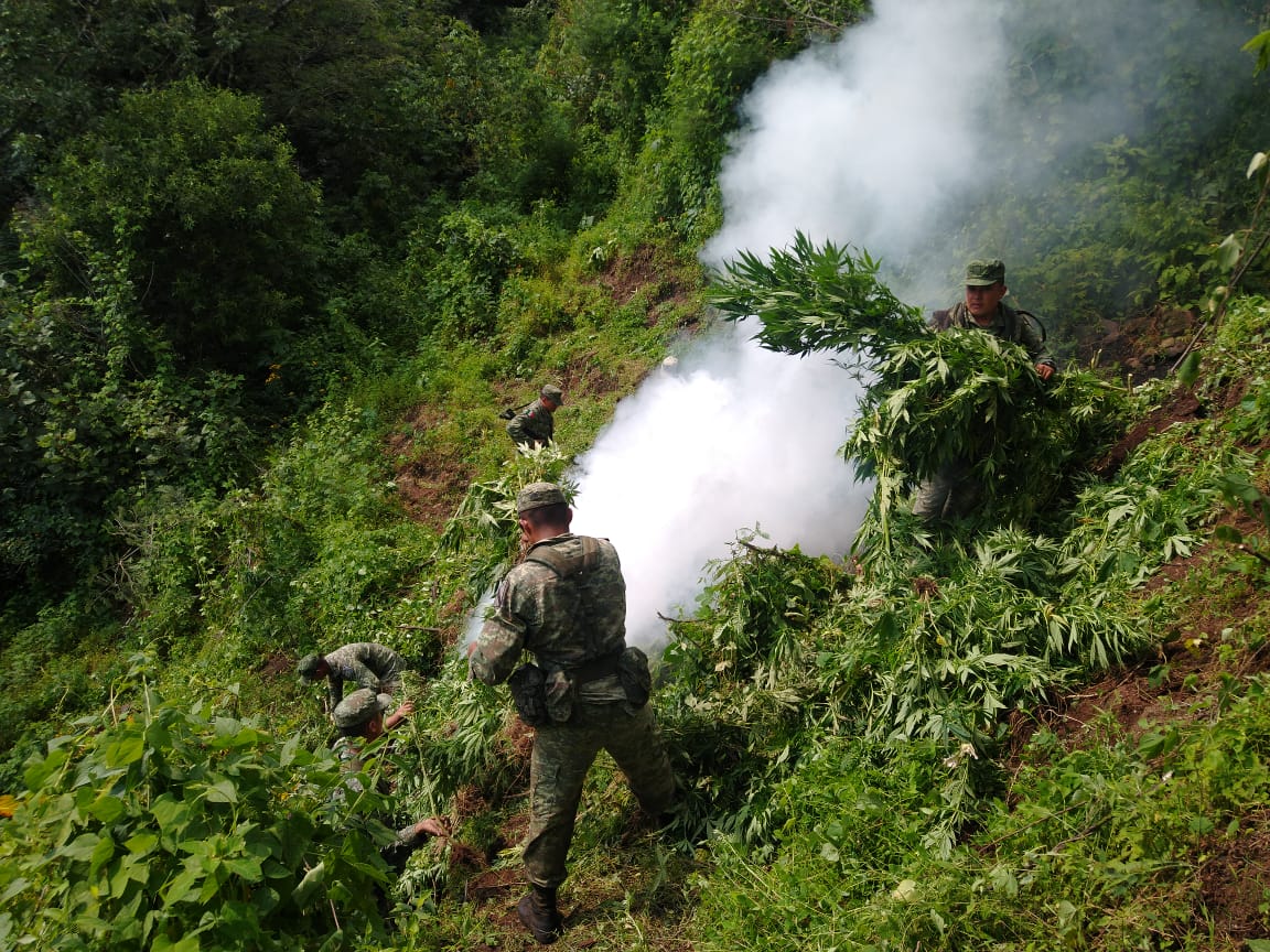 Aseguran 17 plantíos de marihuana en Michoacán