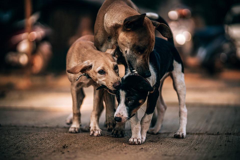 Cura rescata e incentiva adopción de perros callejeros durante misa