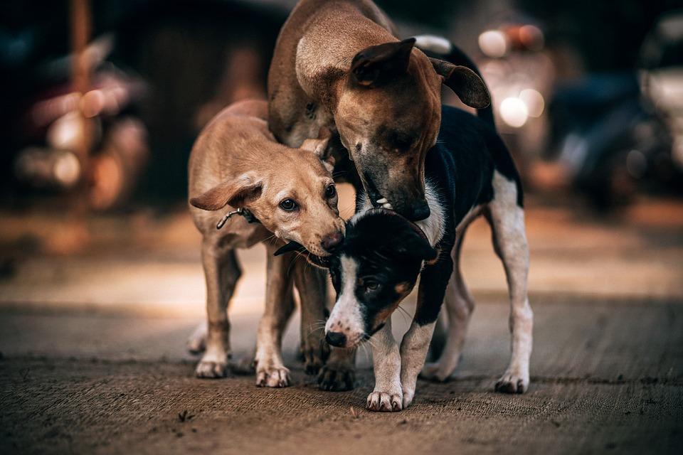 Cura rescata e incentiva adopción de perros callejeros durante misa