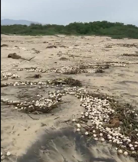 Destruye "Narda" nidos de tortugas en Michoacán