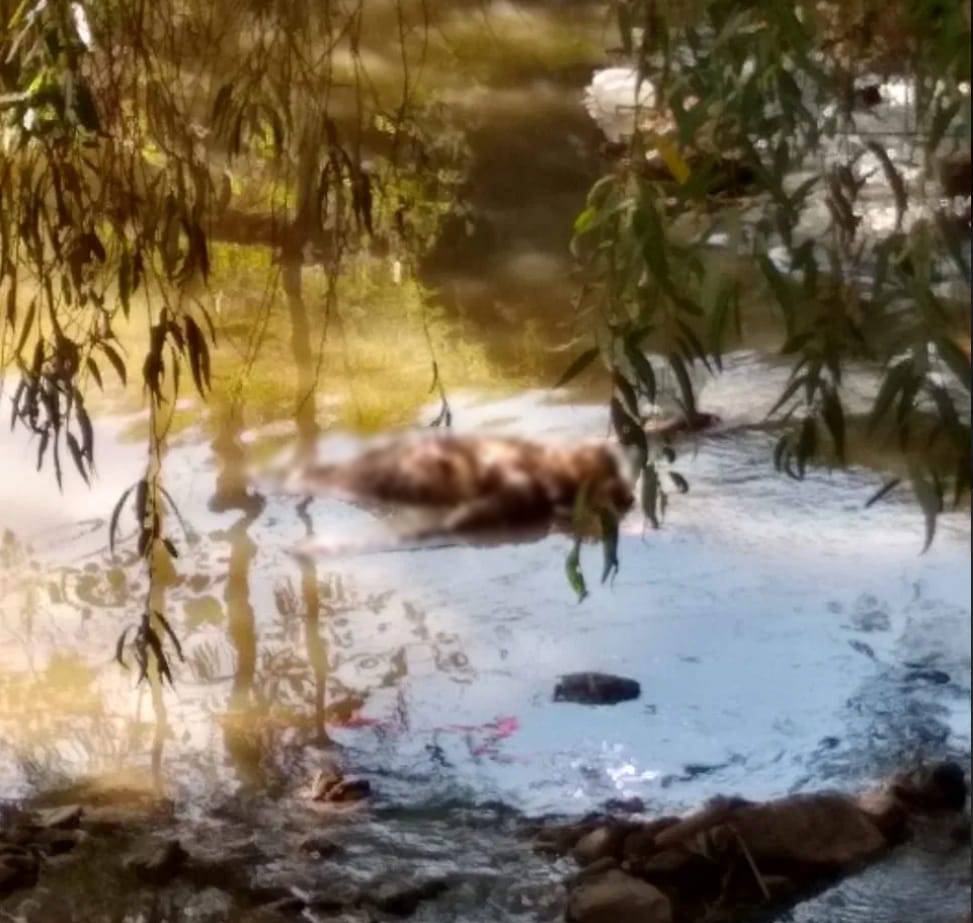 Encuentran cadáver en el Río Chiquito en Morelia