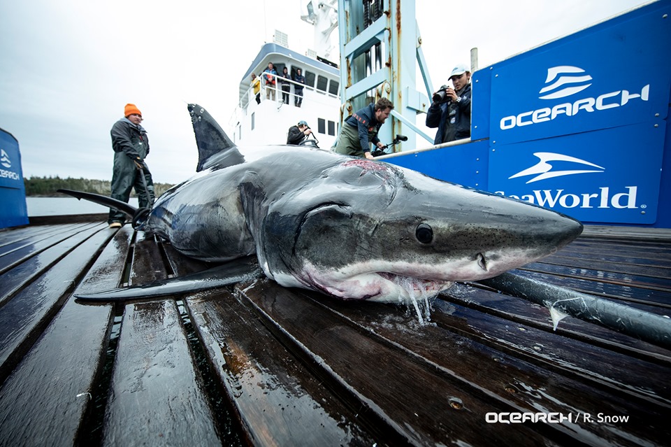 Encuentran enorme depredador marino con mordidas en la cabeza