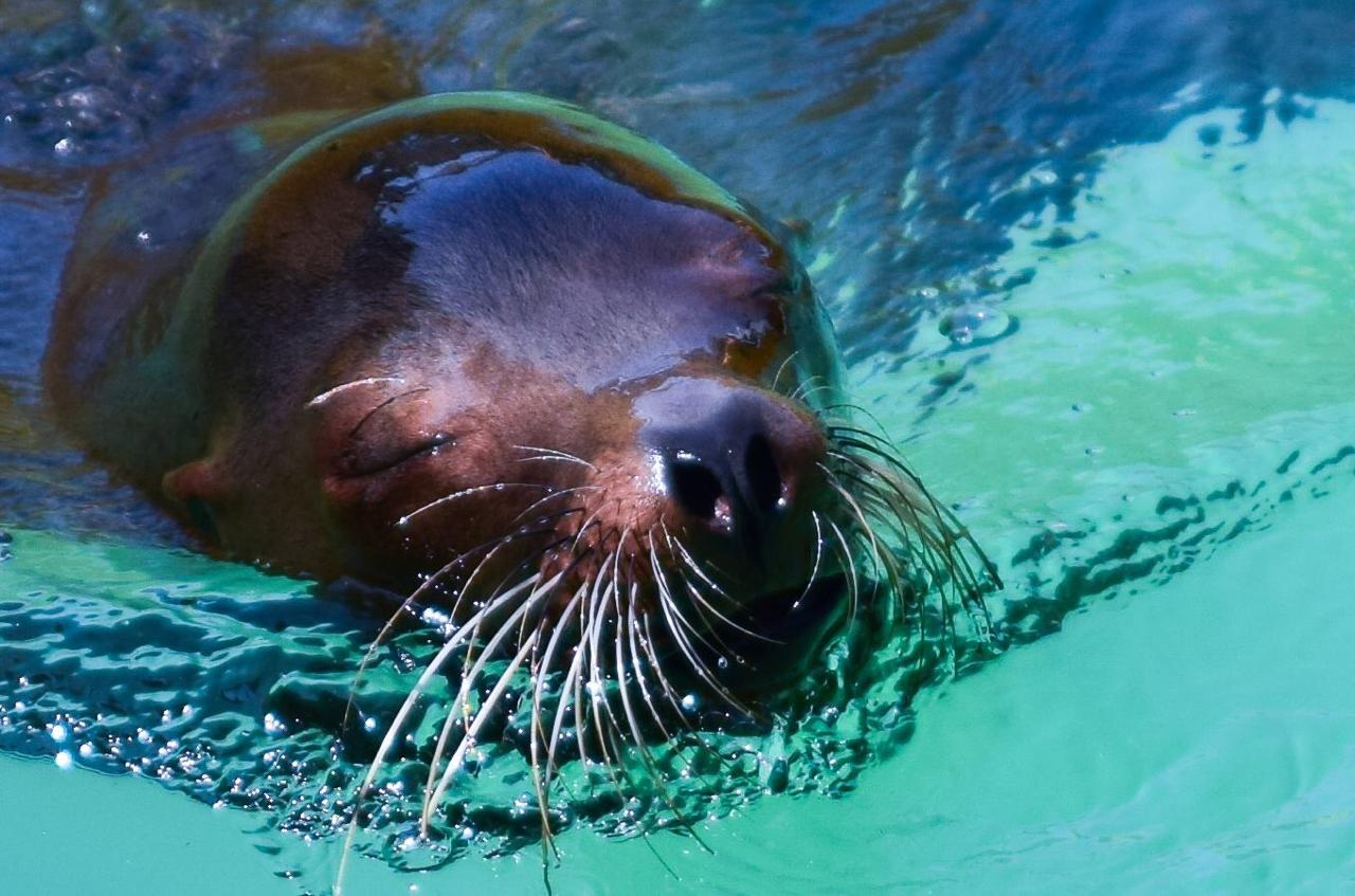 Fallece lobo marino del zoológico de Morelia