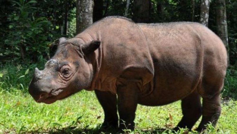 Último rinoceronte de Sumatra muere en Malasia