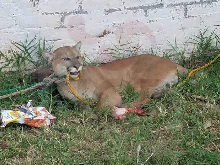 Capturan un puma en Puruándiro