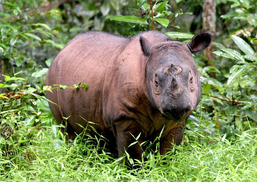 Último rinoceronte de Sumatra muere en Malasia