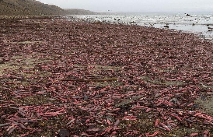 'Peces pene' invaden playa en California