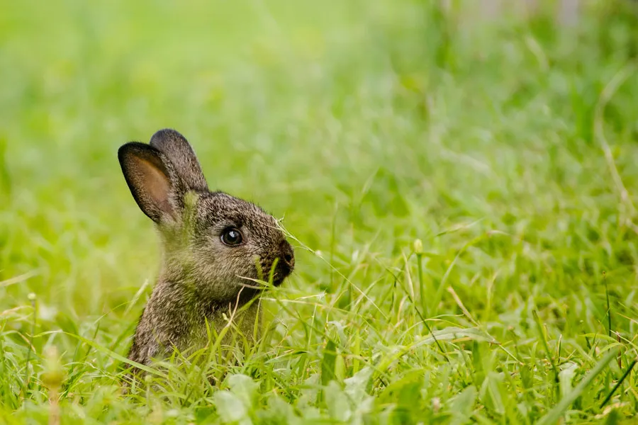 El conejo en peligro de extinción