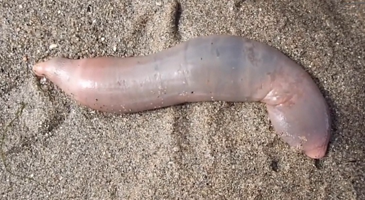 'Peces pene' invaden playa en California