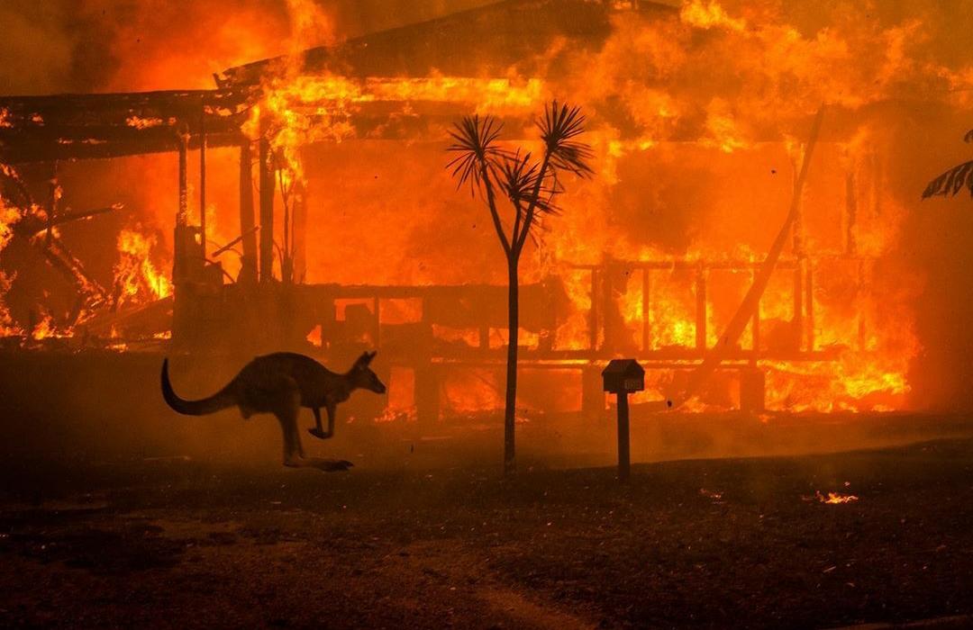 Incendios en Australia afectan al menos a casi 500 millones de animales