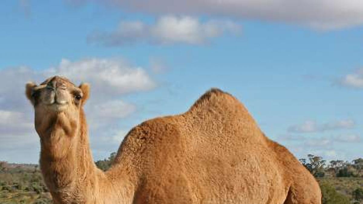 Sacrificarán miles de camellos salvajes en Australia