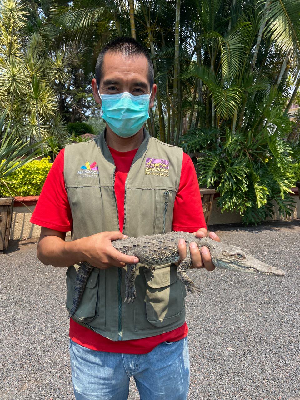 Capturan a cocodrilo en Morelia