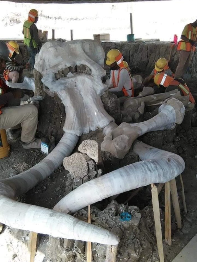 Construirán museo para mamuts encontrados en Santa Lucía