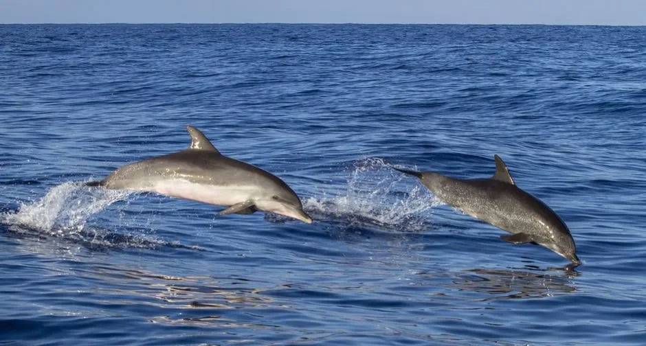Detectan en México carne de delfín en latas de atún