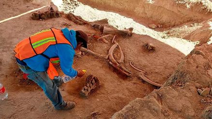 Encuentran más huesos de mamuts en Santa Lucía