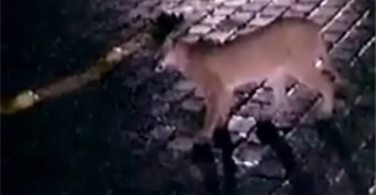 Video del puma en Santa María, podría ser falso: PC municipal