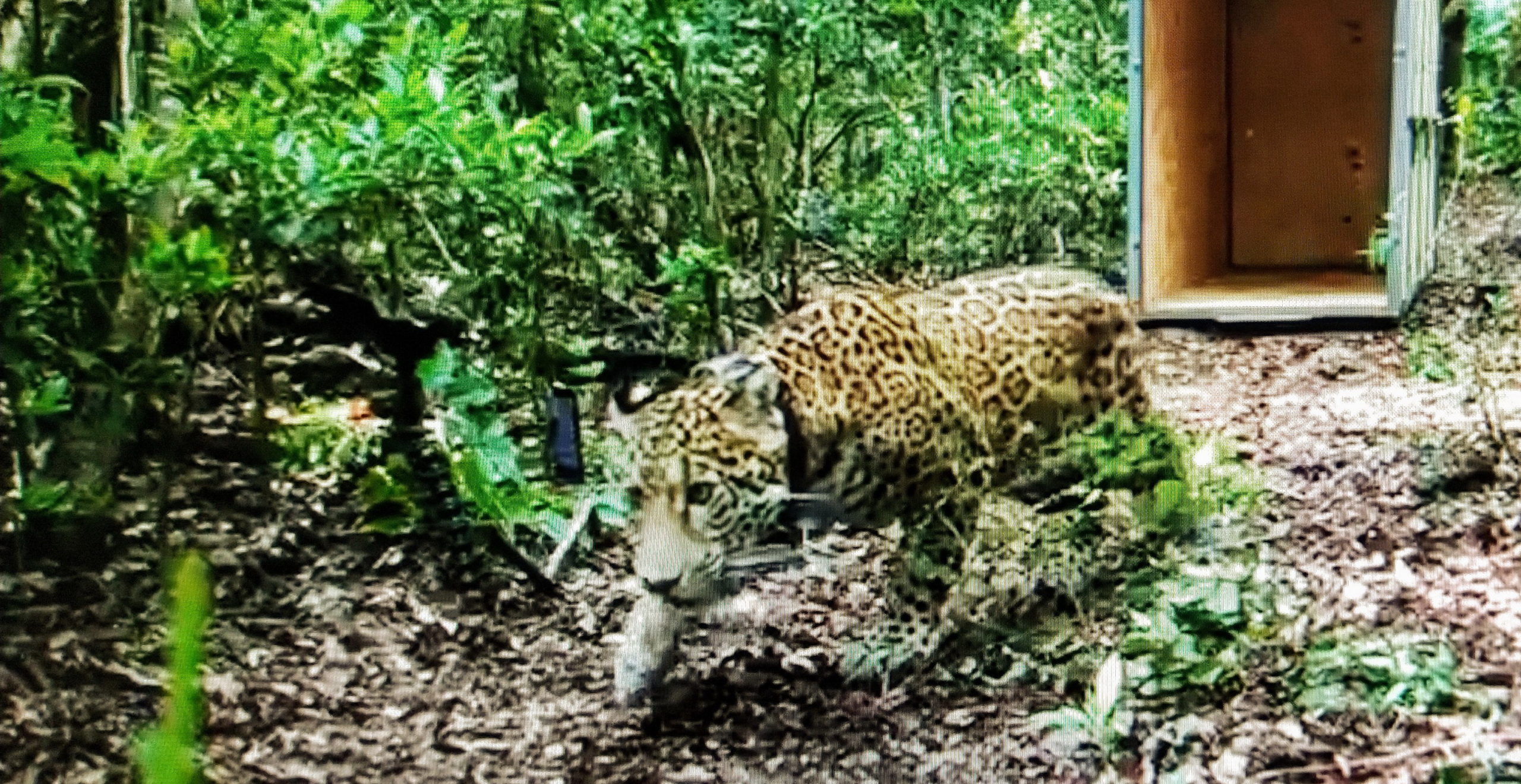 Jaguar rescatado es liberado en reserva natural