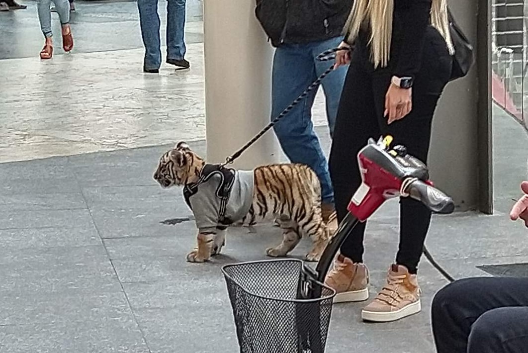 Mujer pasea a su cachorro de tigre en CDMX