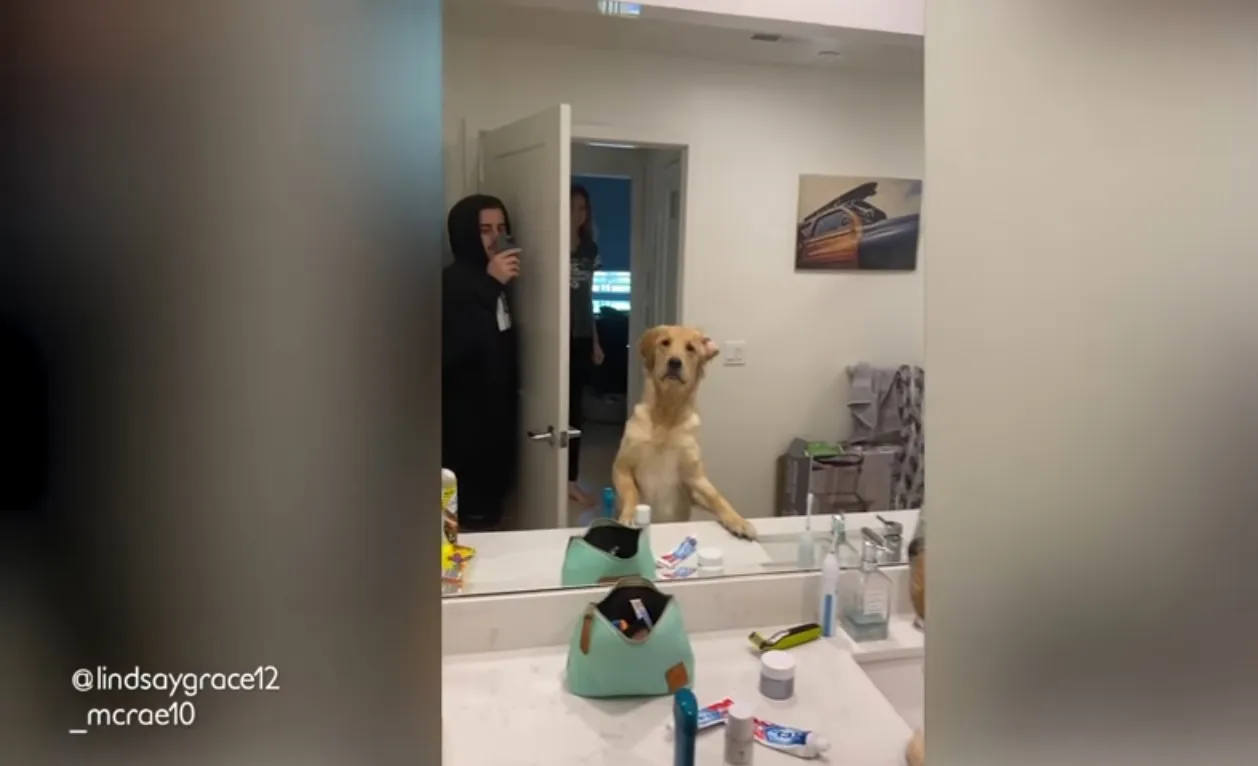 Perro se sorprende al ver a su dueño "dentro" del espejo
