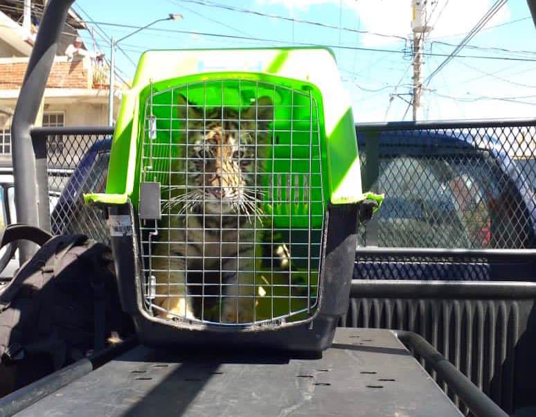 Aseguran a cachorro de tigre en Zitácuaro