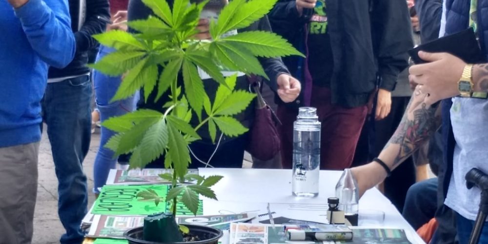 Realizan convivencia cannábica en Centro