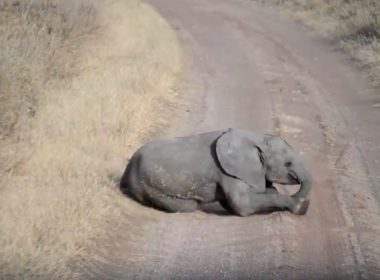 Dos bebés elefantes se roban el corazón de internet
