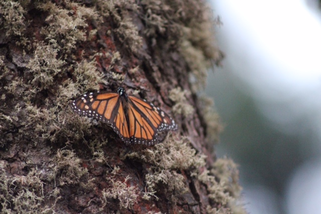 Ejidatarios piden legislar para conservar santuarios de Mariposa Monarca
