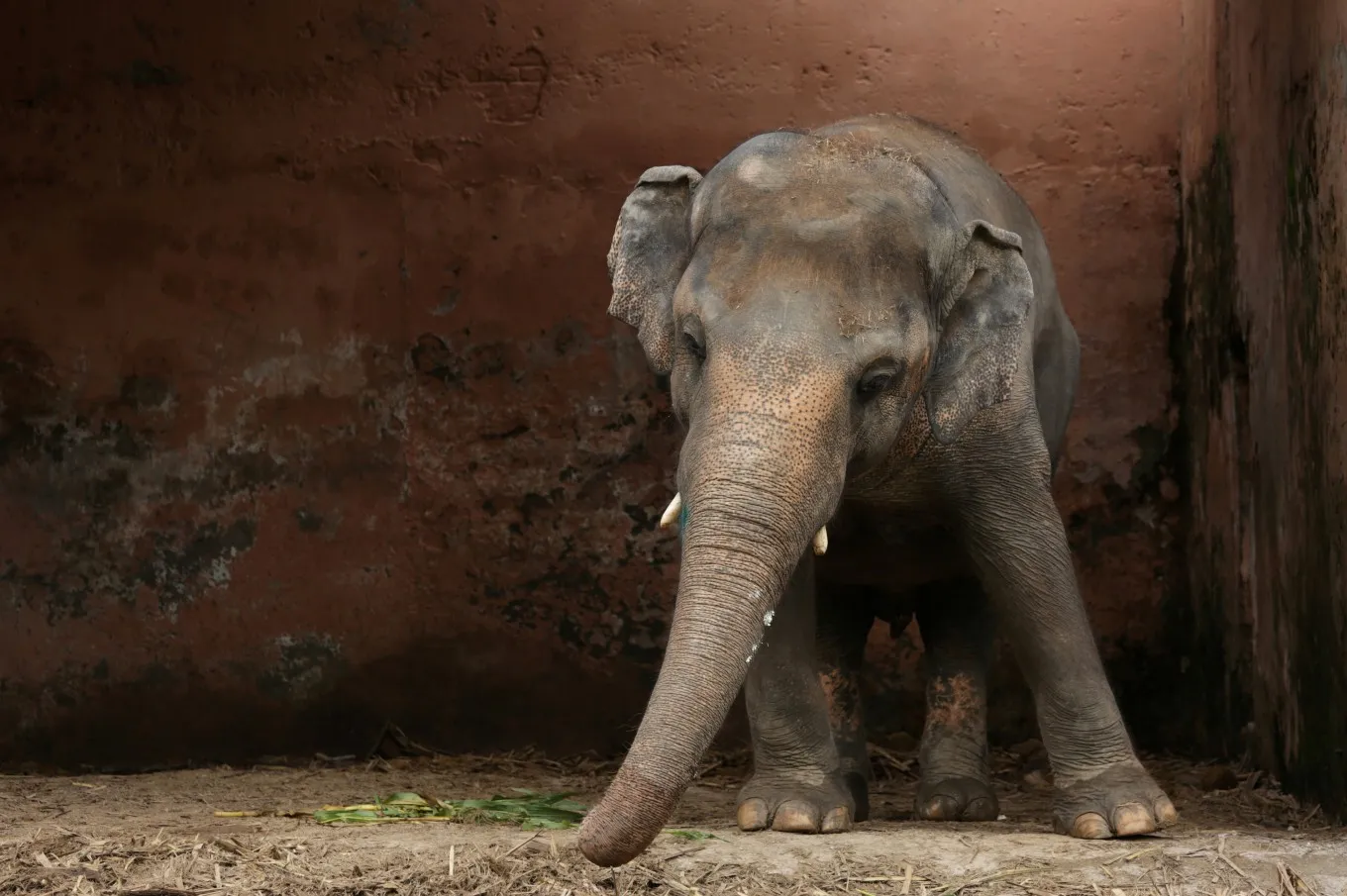 Liberan al elefante más triste del mundo