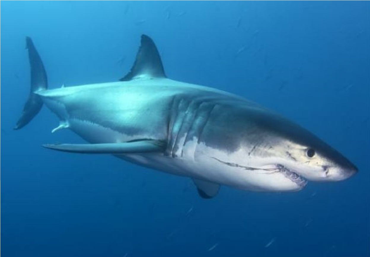 Descubren en México extraño tiburón