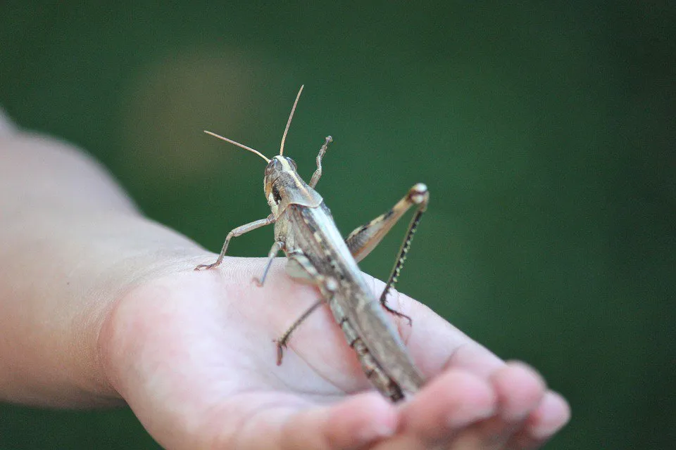 Fusionan insectos y robots en Israel