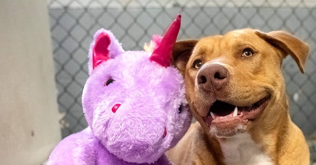 Perrito se roba Internet por su amor a un unicornio