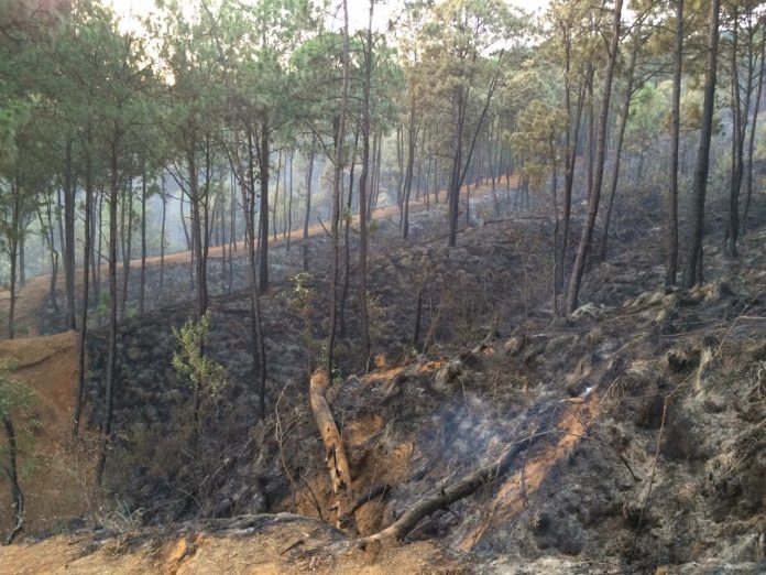 Michoacán registra más de 350 incendios forestales de enero a abril