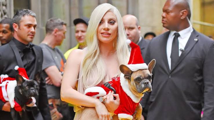 5 personas detenidas por el secuestro de los perros de Lady Gaga