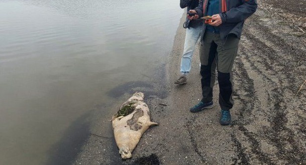 Encuentran desolladas más de 100 focas en costa del Mar Caspio